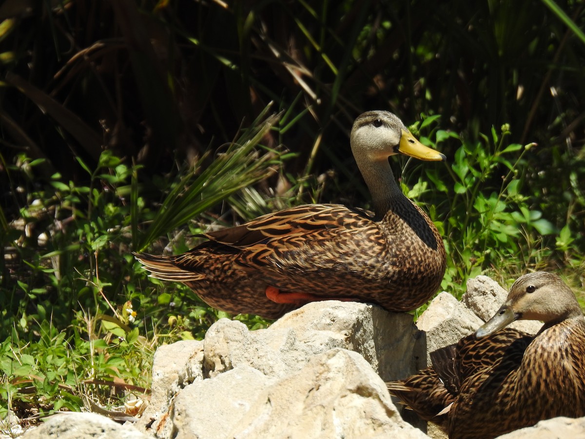 Mallard x Mottled Duck (hybrid) - ML153633581