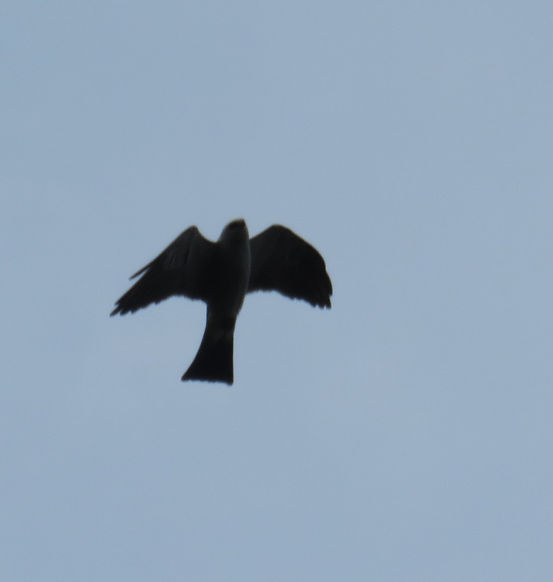 Mississippi Kite - ML153634791