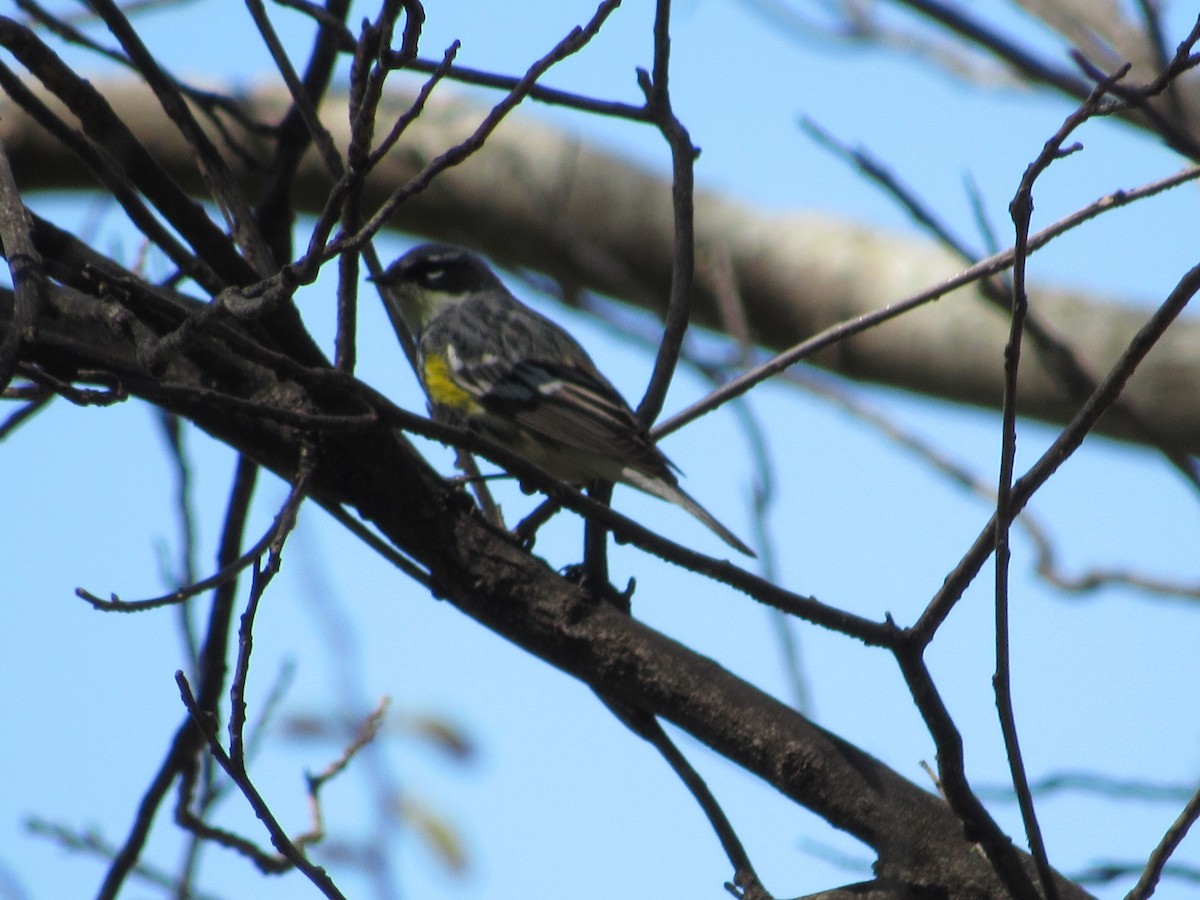 キヅタアメリカムシクイ（coronata） - ML153634911