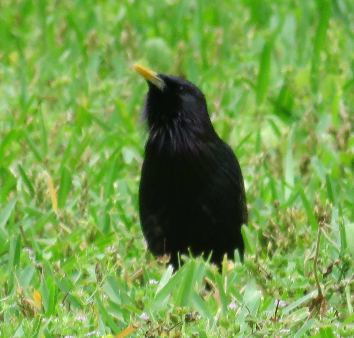 European Starling - ML153635351