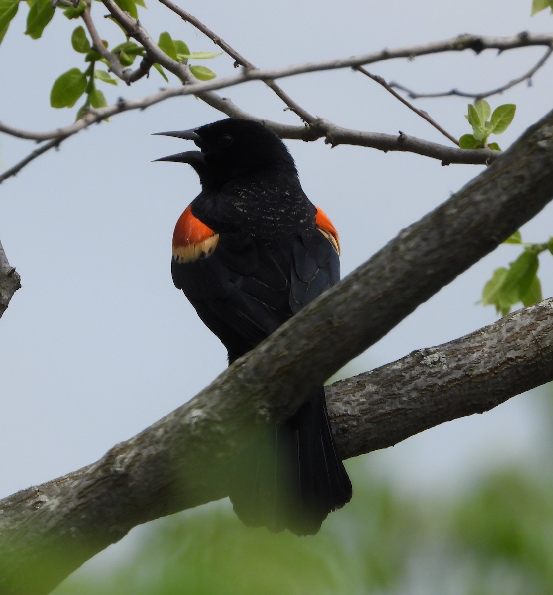 Red-winged Blackbird - Sunil Thirkannad