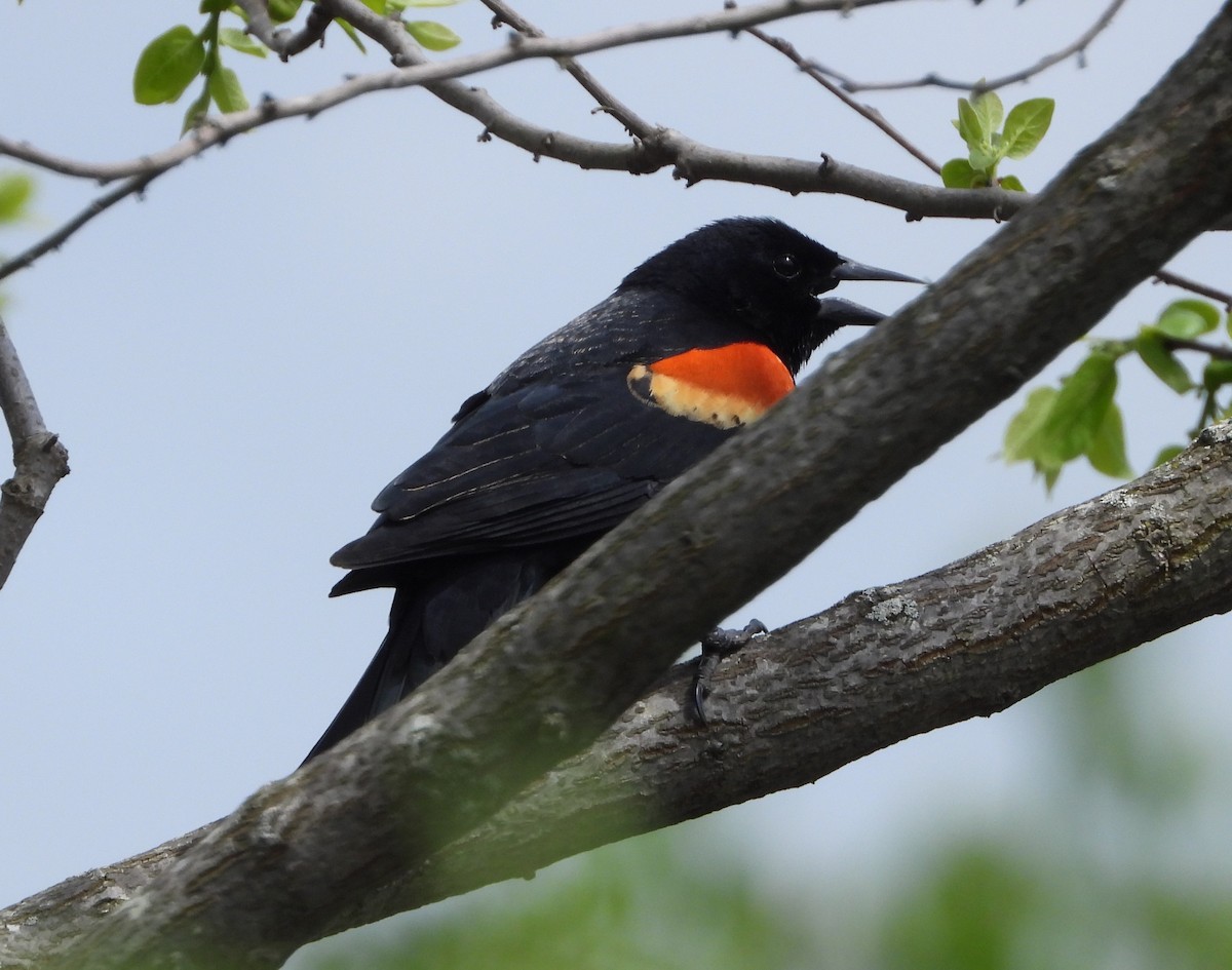 Red-winged Blackbird - Sunil Thirkannad