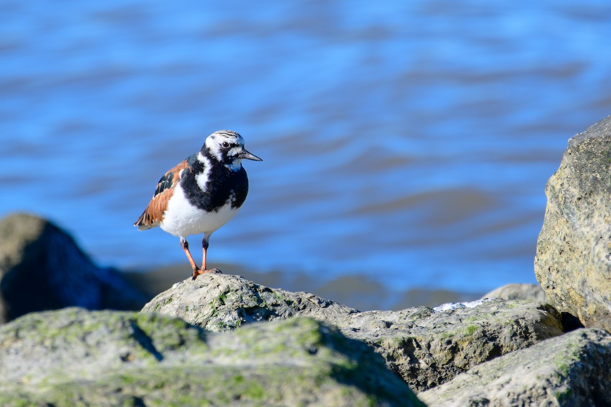 Ruddy Turnstone - ML153636011