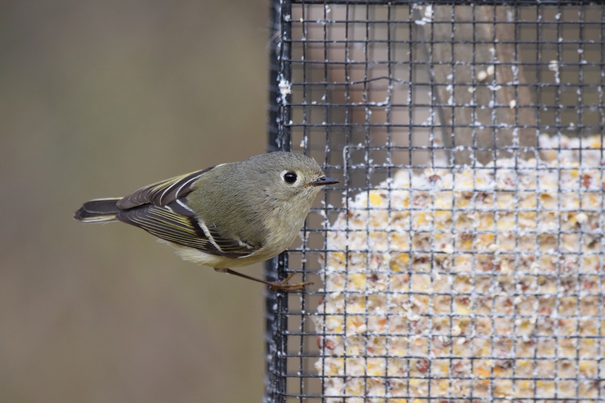 Roitelet à couronne rubis - ML153637351