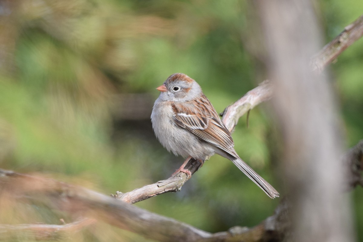 Field Sparrow - ML153637371