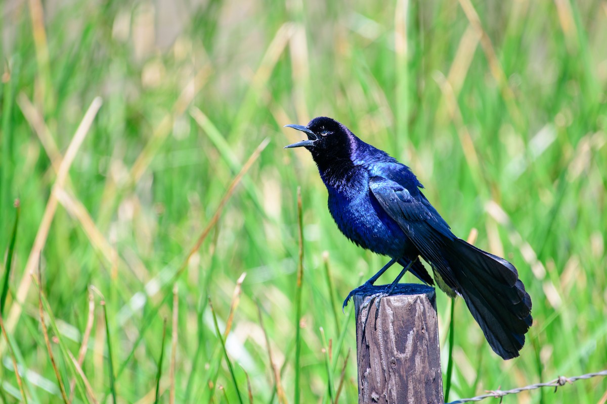 Boat-tailed Grackle - T. Jay Adams