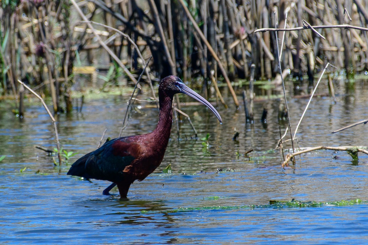 ibis hnědý - ML153637731