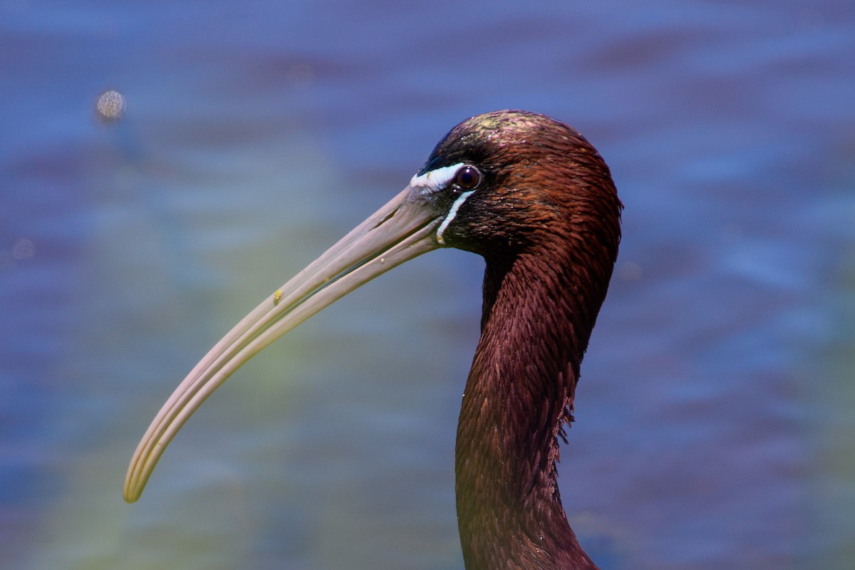 Glossy Ibis - ML153637751