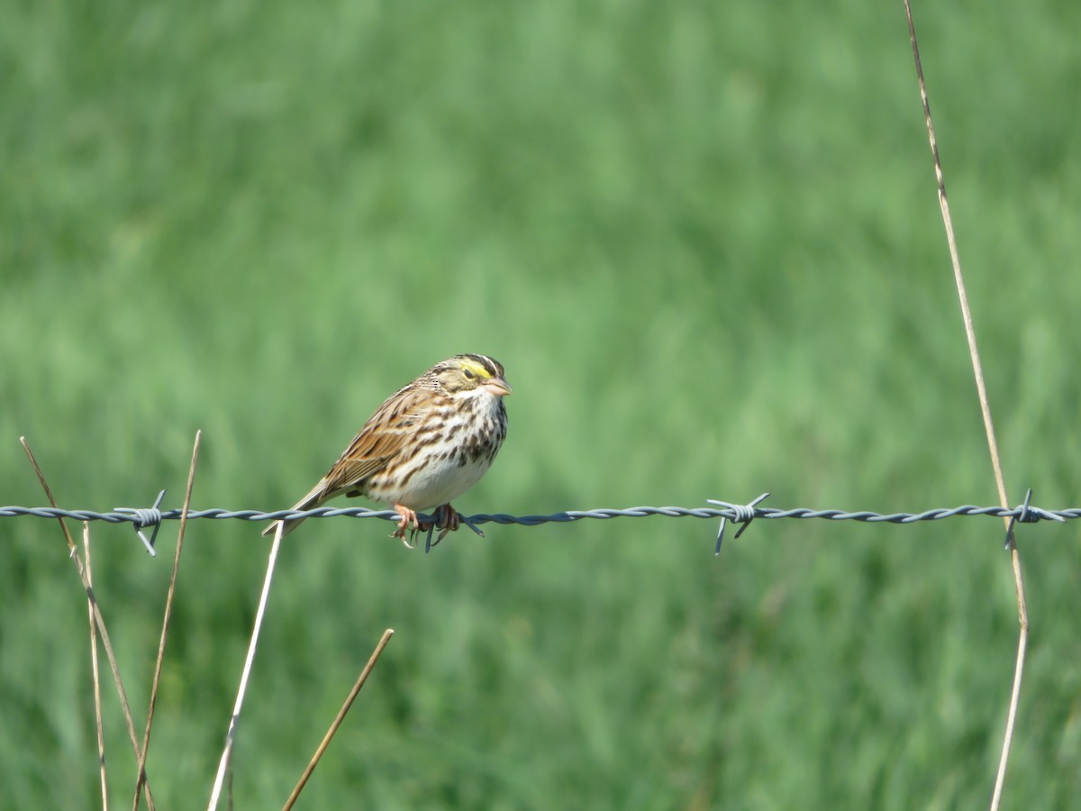 Savannah Sparrow - ML153637841