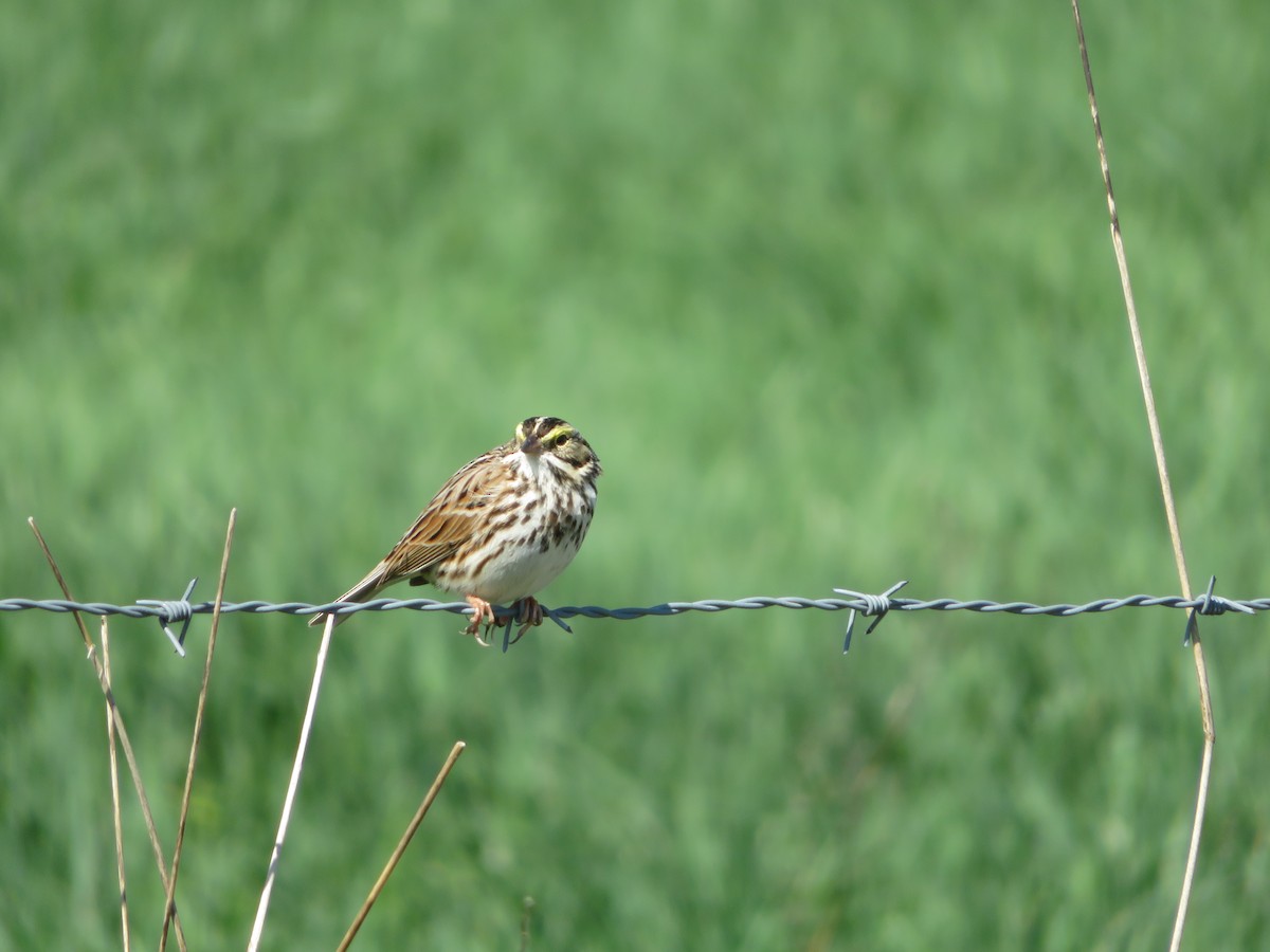 Savannah Sparrow - ML153637891