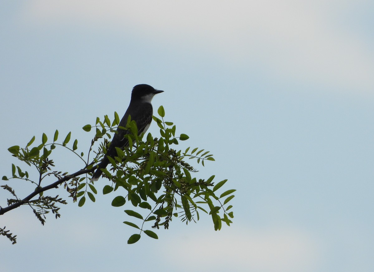 Eastern Kingbird - ML153637971