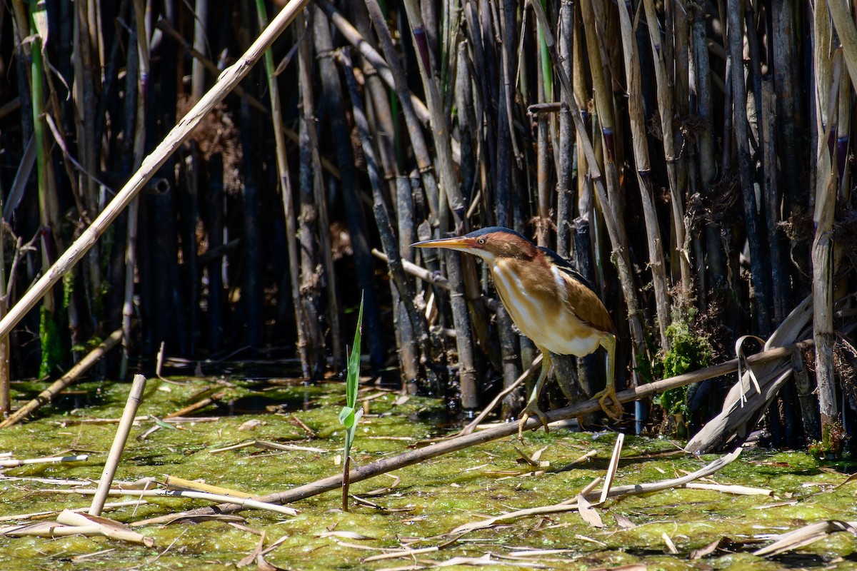 Least Bittern - T. Jay Adams