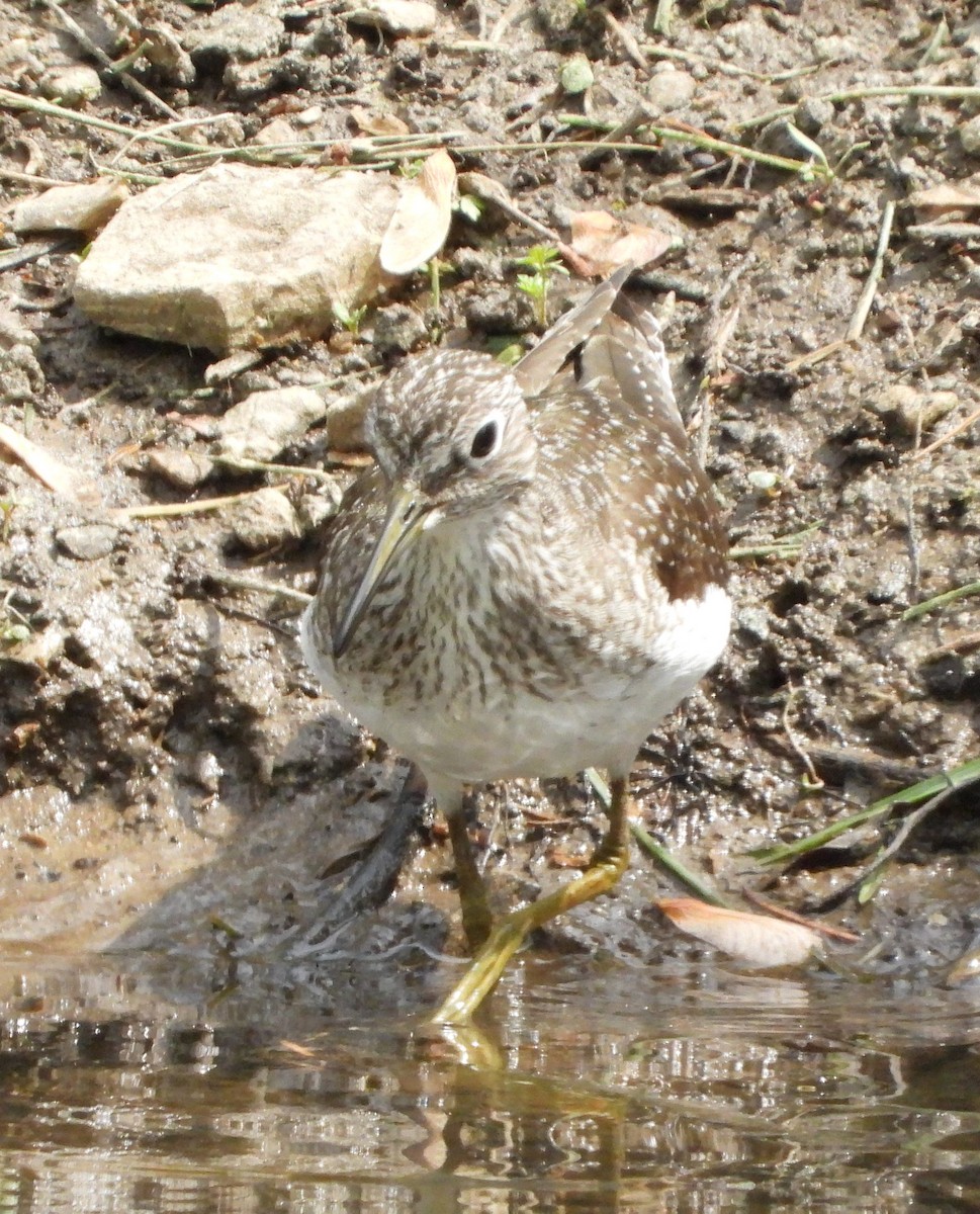 Solitary Sandpiper - ML153638321