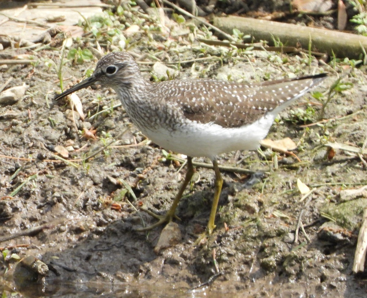 Solitary Sandpiper - Sunil Thirkannad