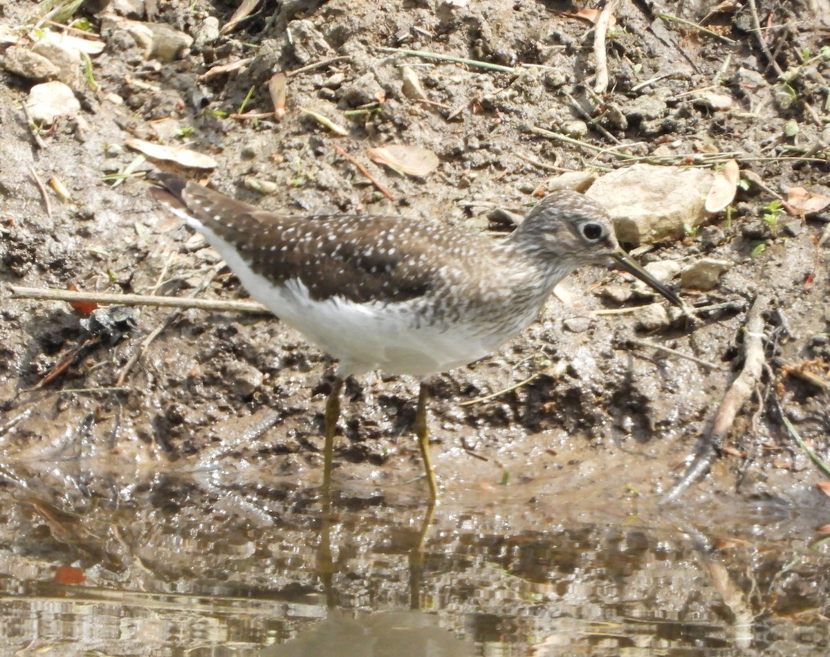 Solitary Sandpiper - Sunil Thirkannad