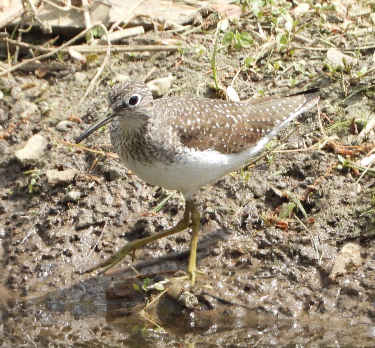 Solitary Sandpiper - Sunil Thirkannad