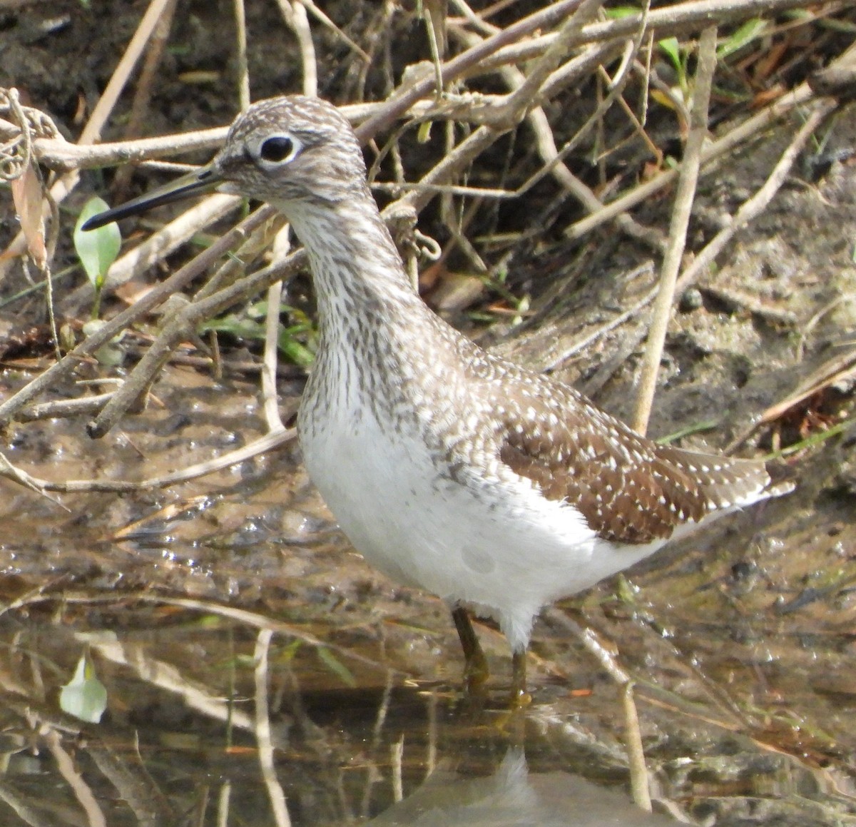 Solitary Sandpiper - ML153638551