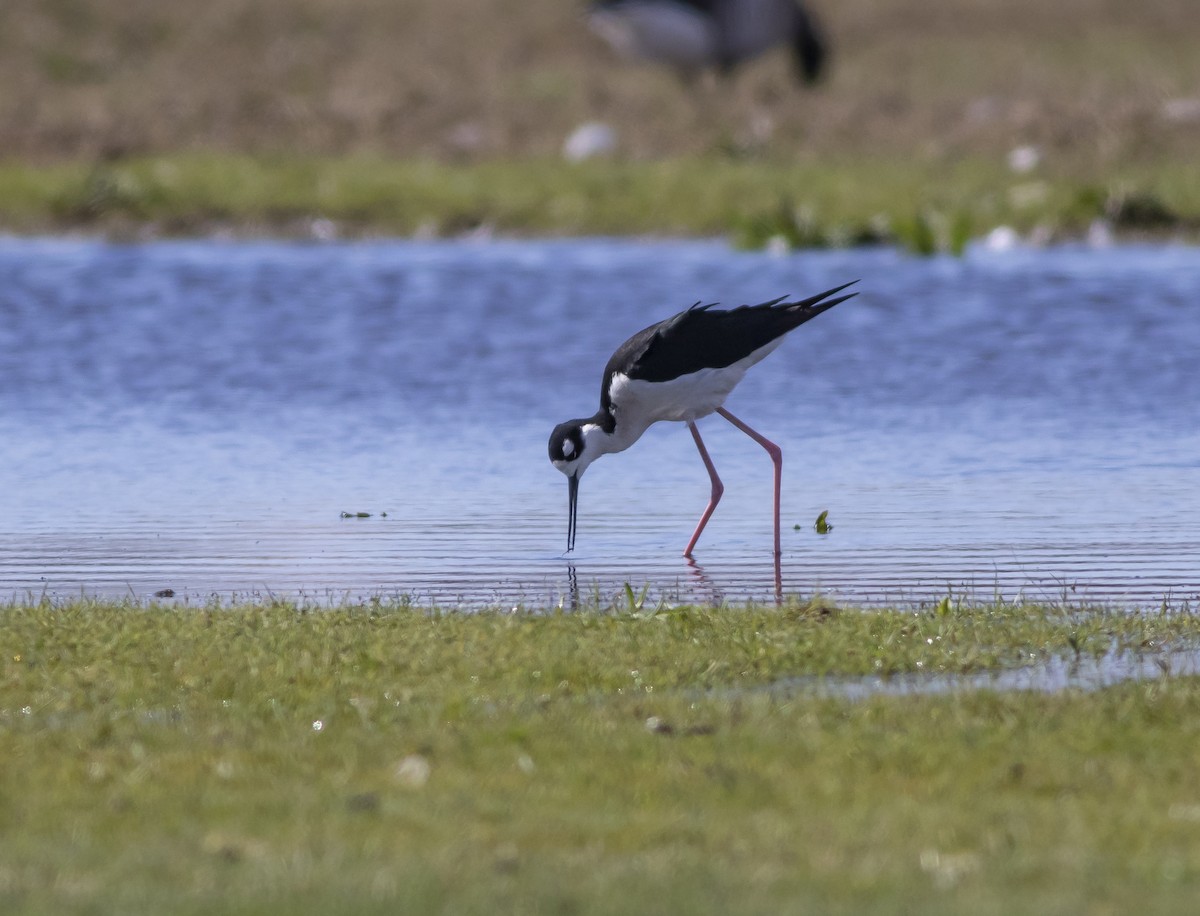 Black-necked Stilt - John Gluth