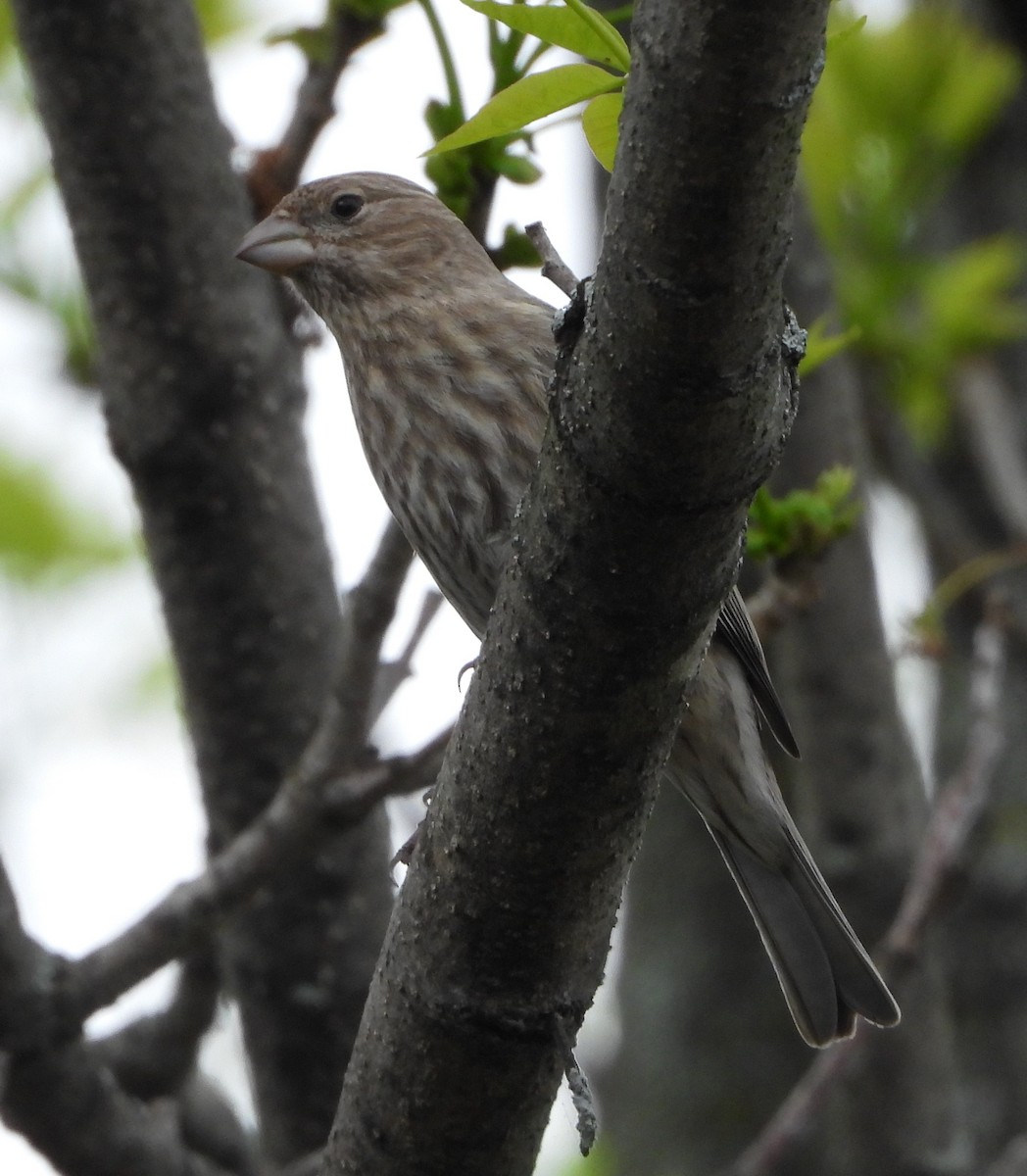 House Finch - ML153639431