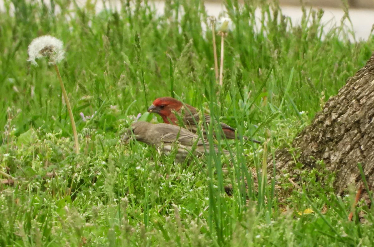 House Finch - Sunil Thirkannad