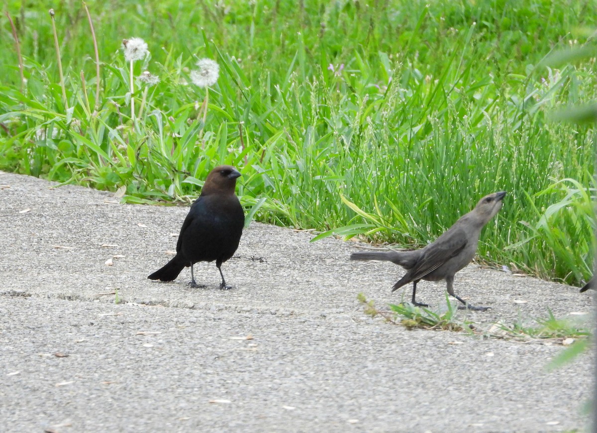 Brown-headed Cowbird - ML153639671