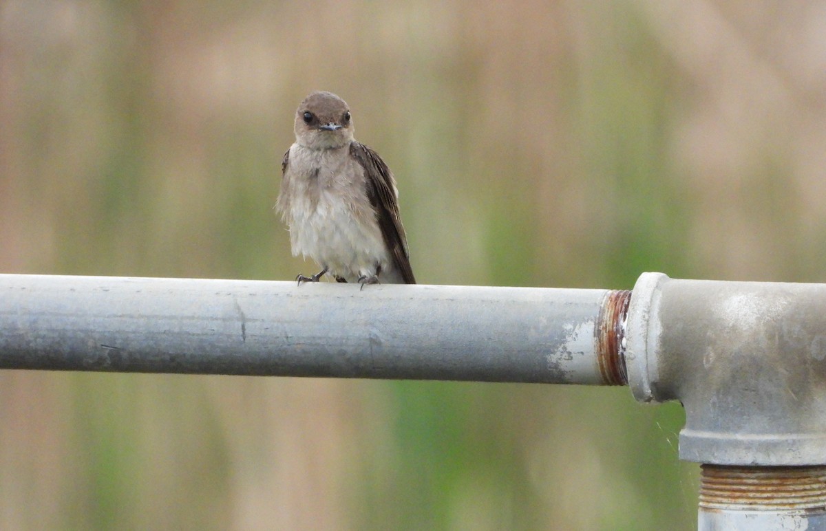 Golondrina Aserrada - ML153640001