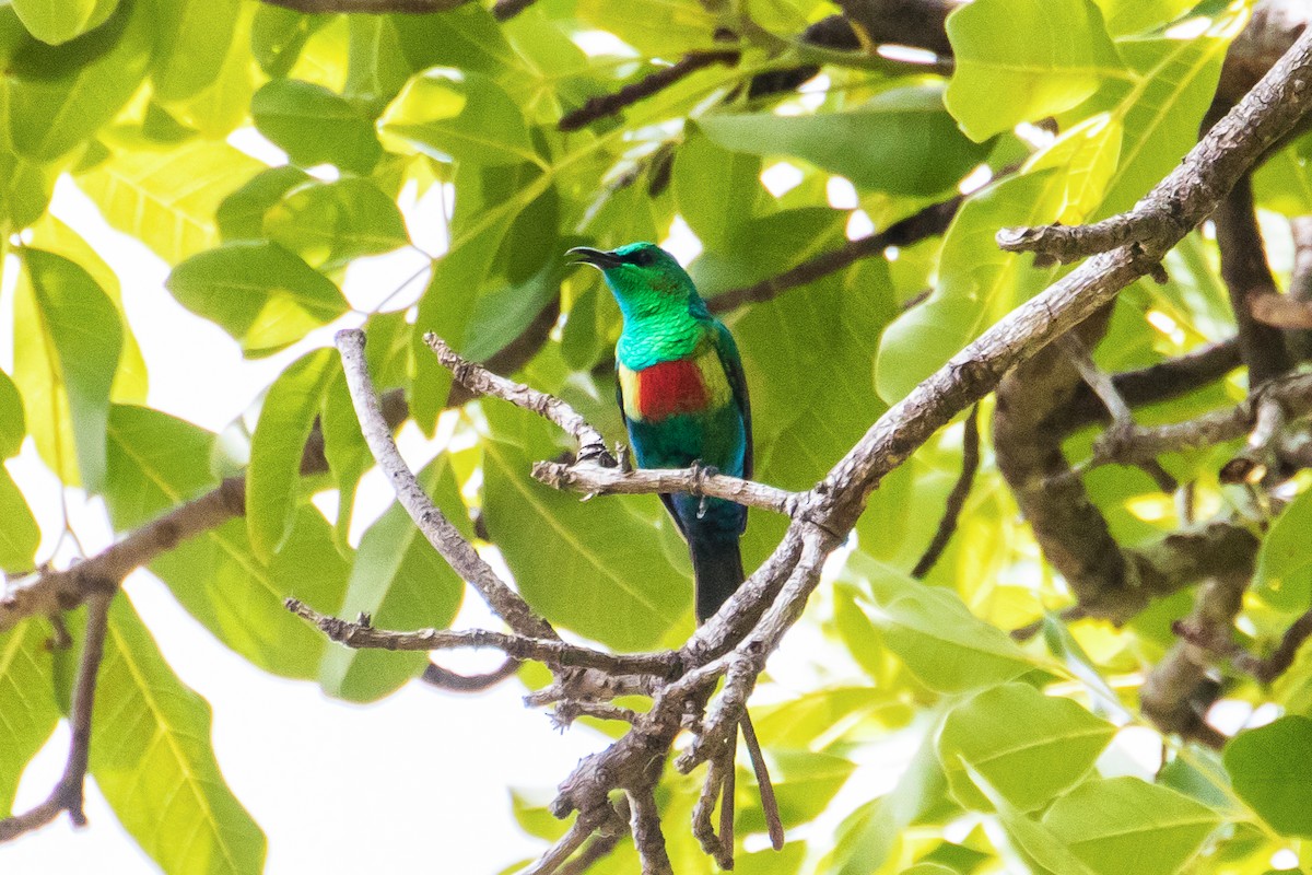 Beautiful Sunbird - ML153640611