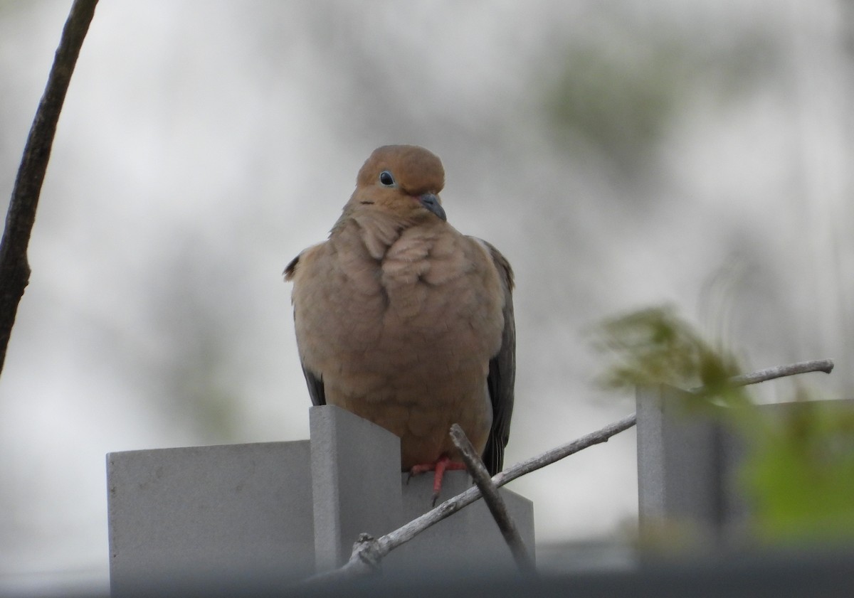 Mourning Dove - Sunil Thirkannad