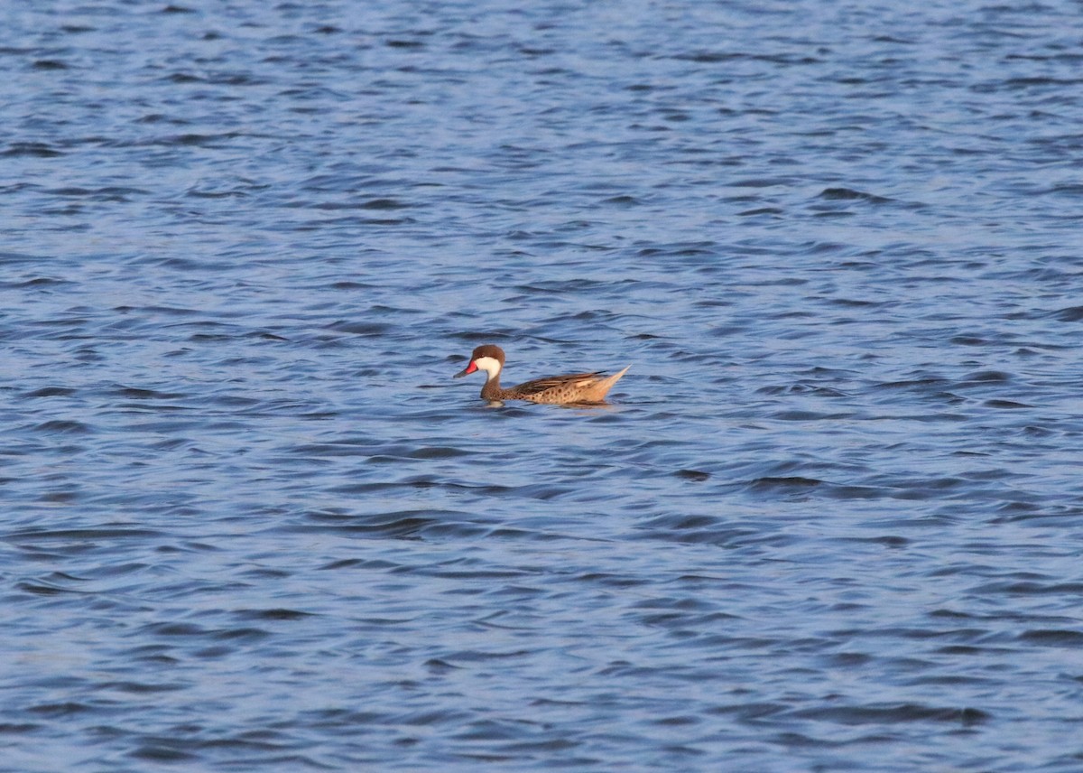 White-cheeked Pintail - ML153640741