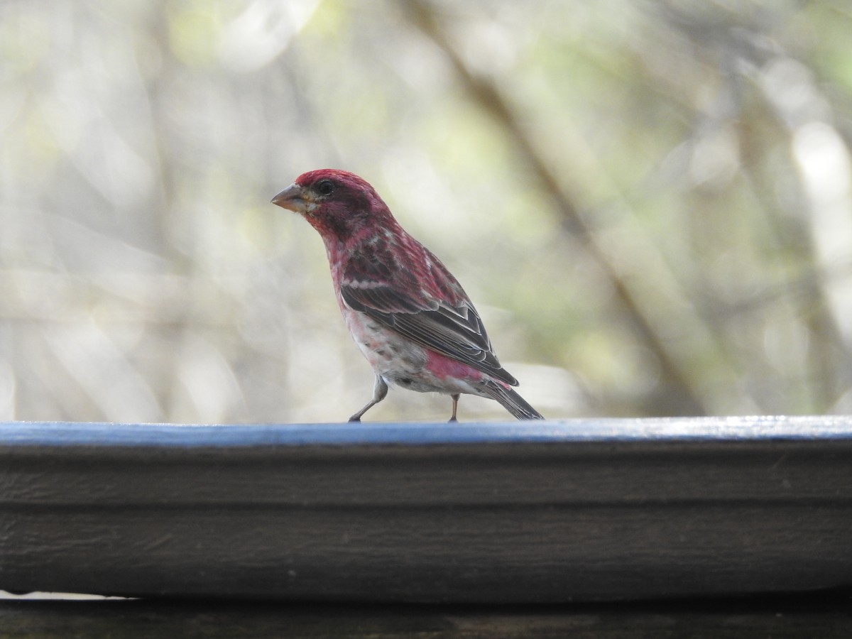 Purple Finch - ML153641021