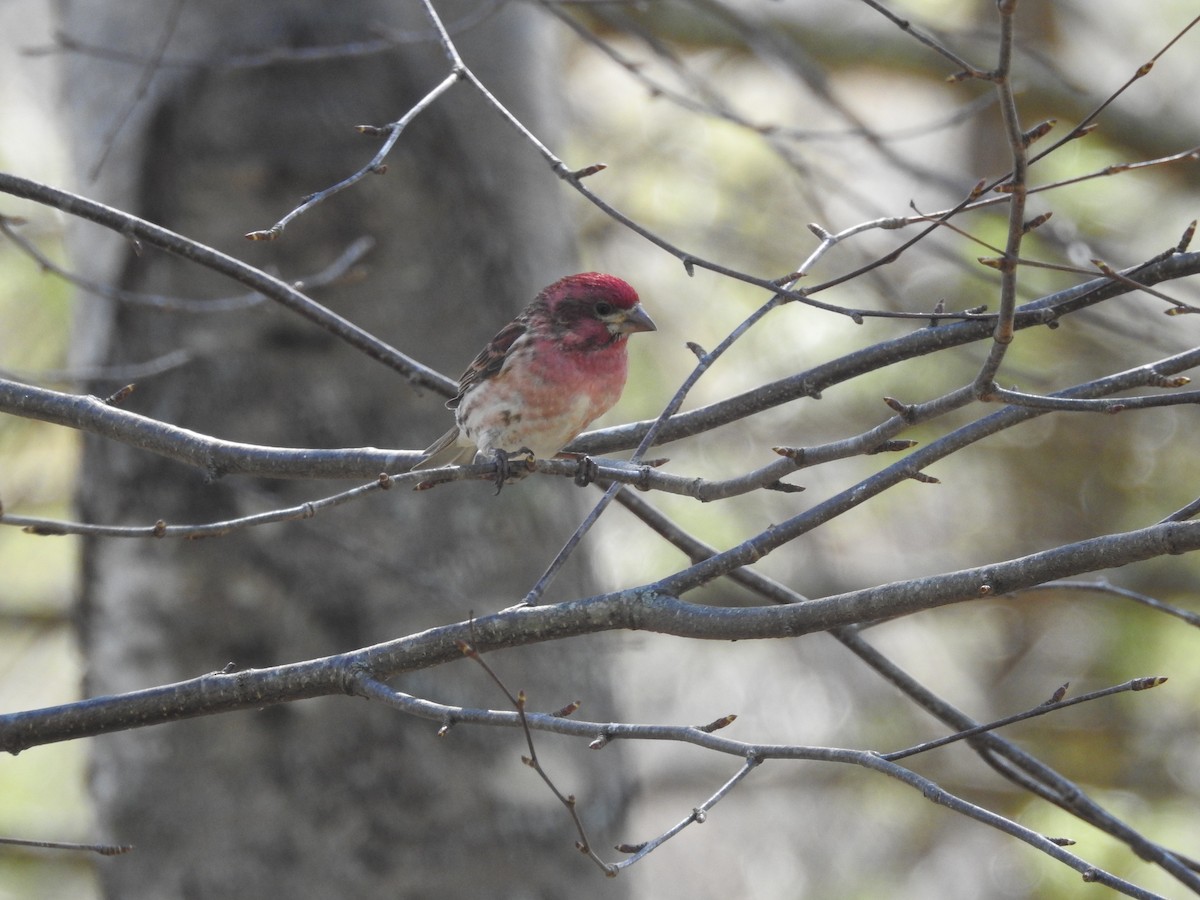 Purple Finch - ML153641031