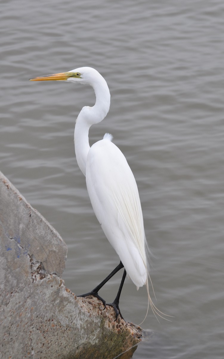 Great Egret - ML153641041