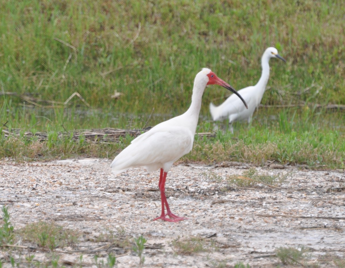 ibis bílý - ML153641281
