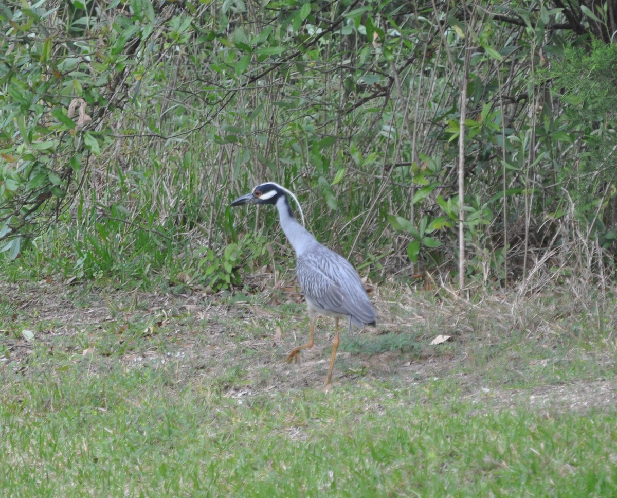 Yellow-crowned Night Heron - ML153641381