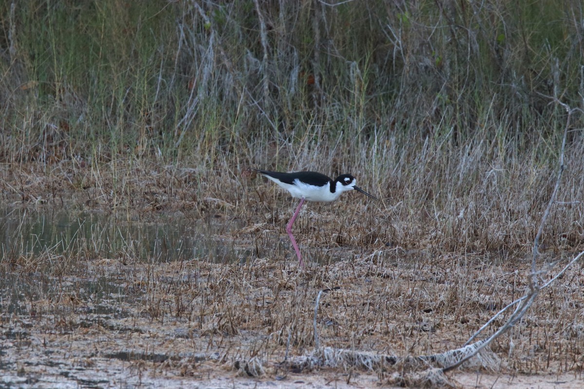 Cigüeñuela Cuellinegra - ML153641621