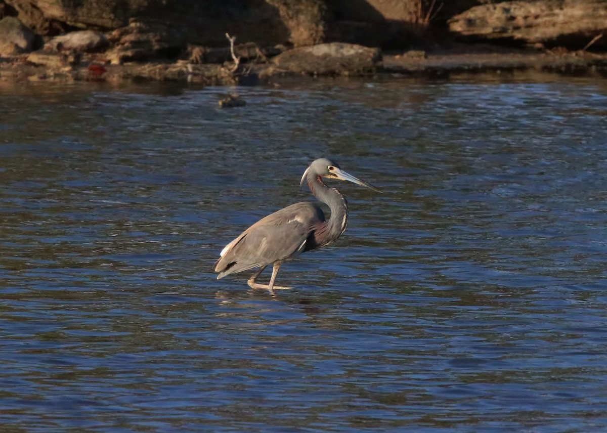 Tricolored Heron - ML153641821