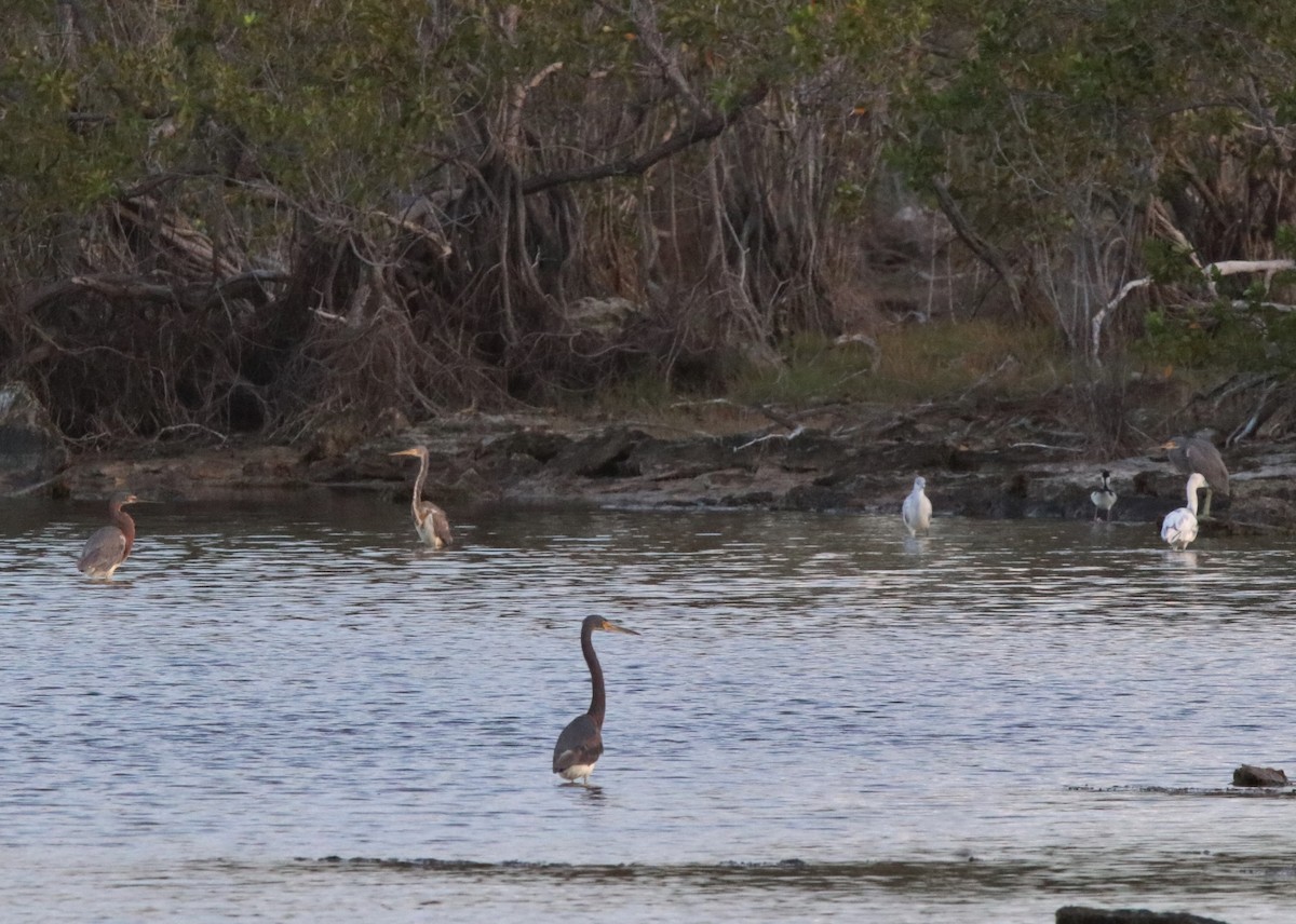 Tricolored Heron - ML153641941