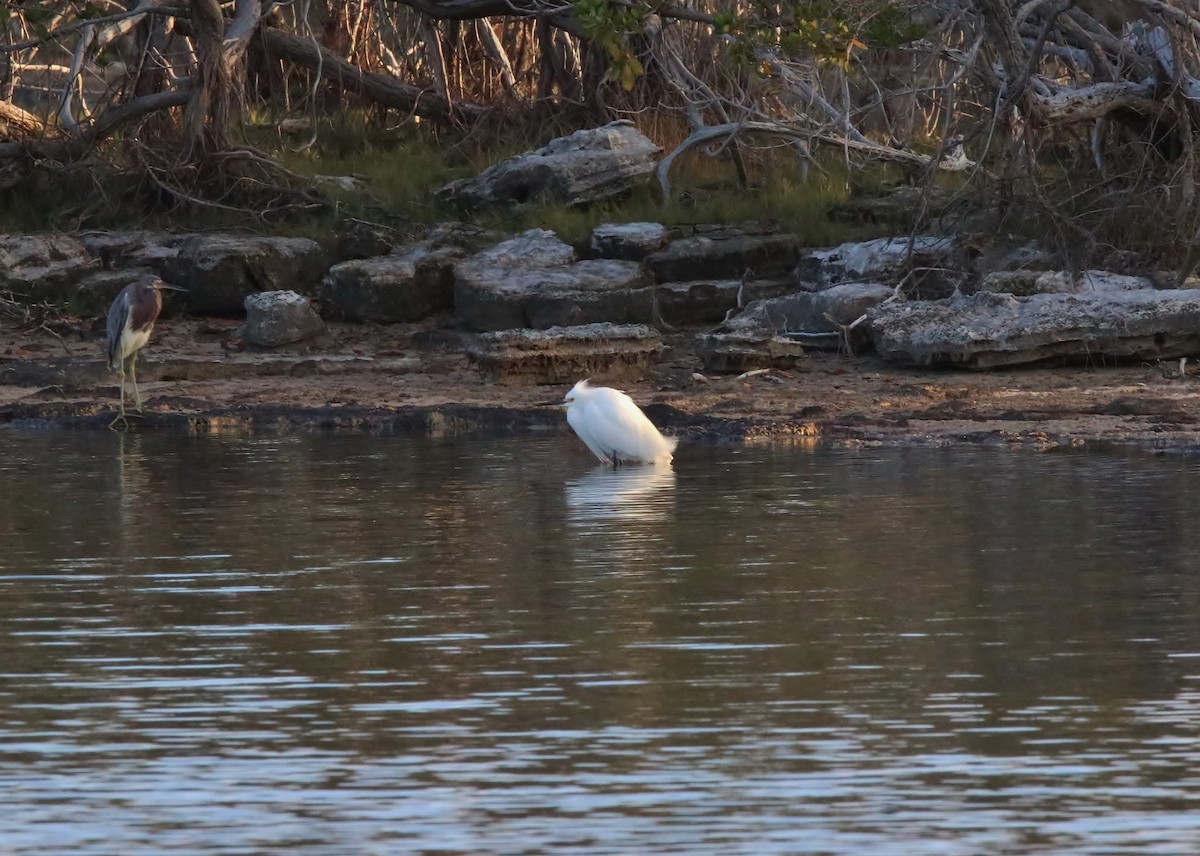 Snowy Egret - ML153642021