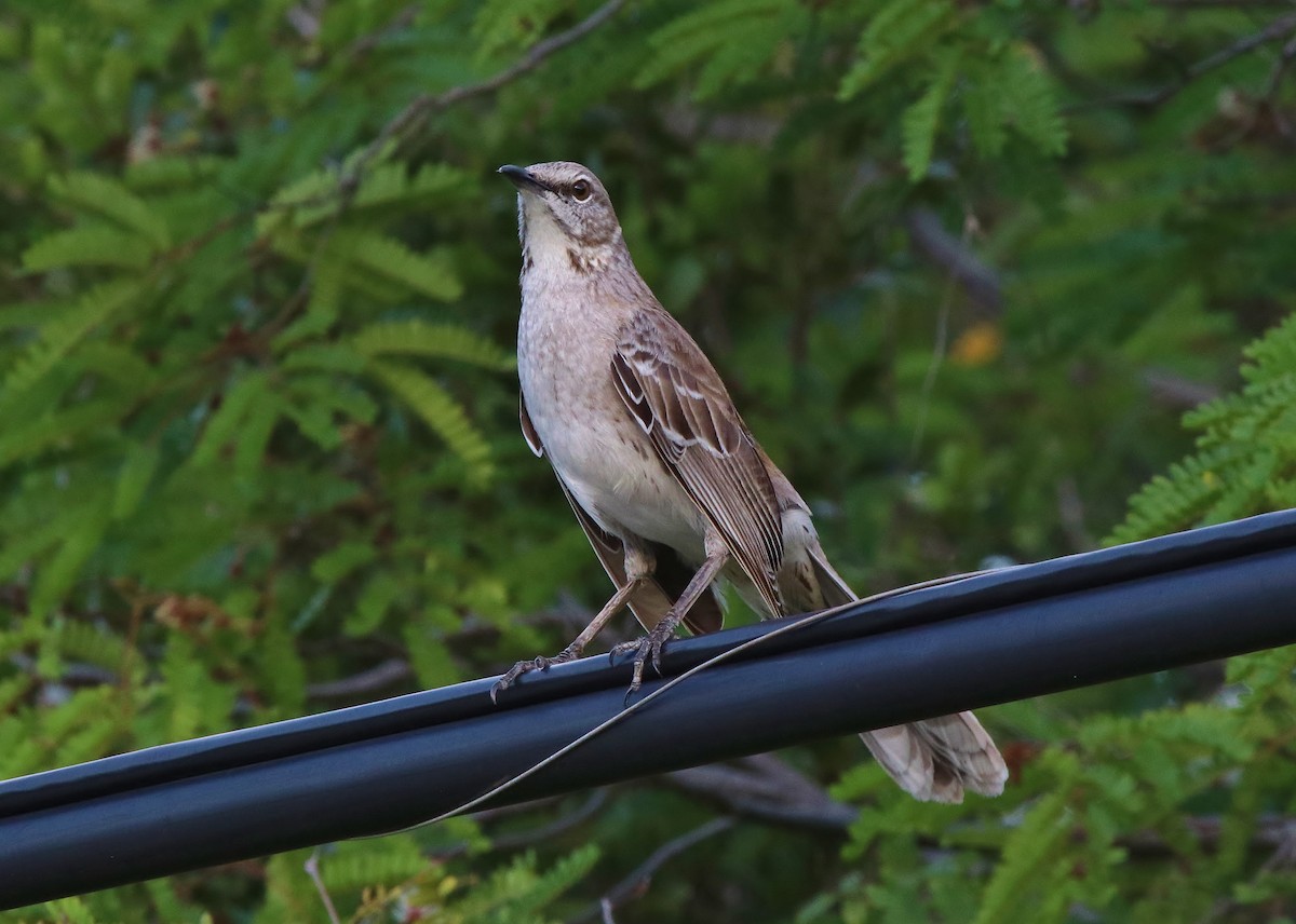 Bahama Mockingbird - ML153642051