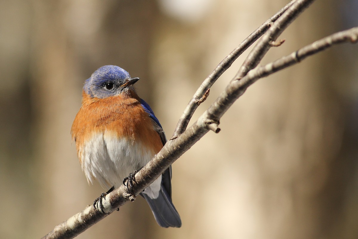Eastern Bluebird - ML153642441