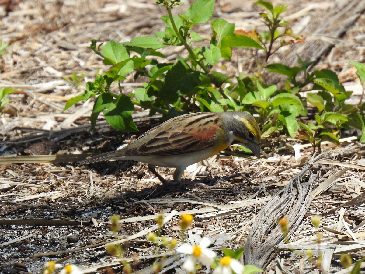 Dickcissel - ML153644291