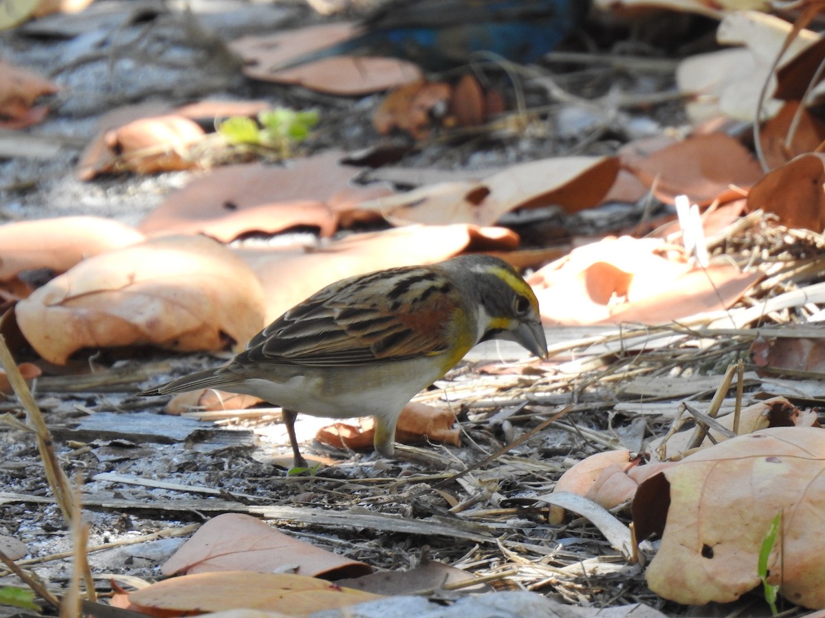 Dickcissel - ML153644491