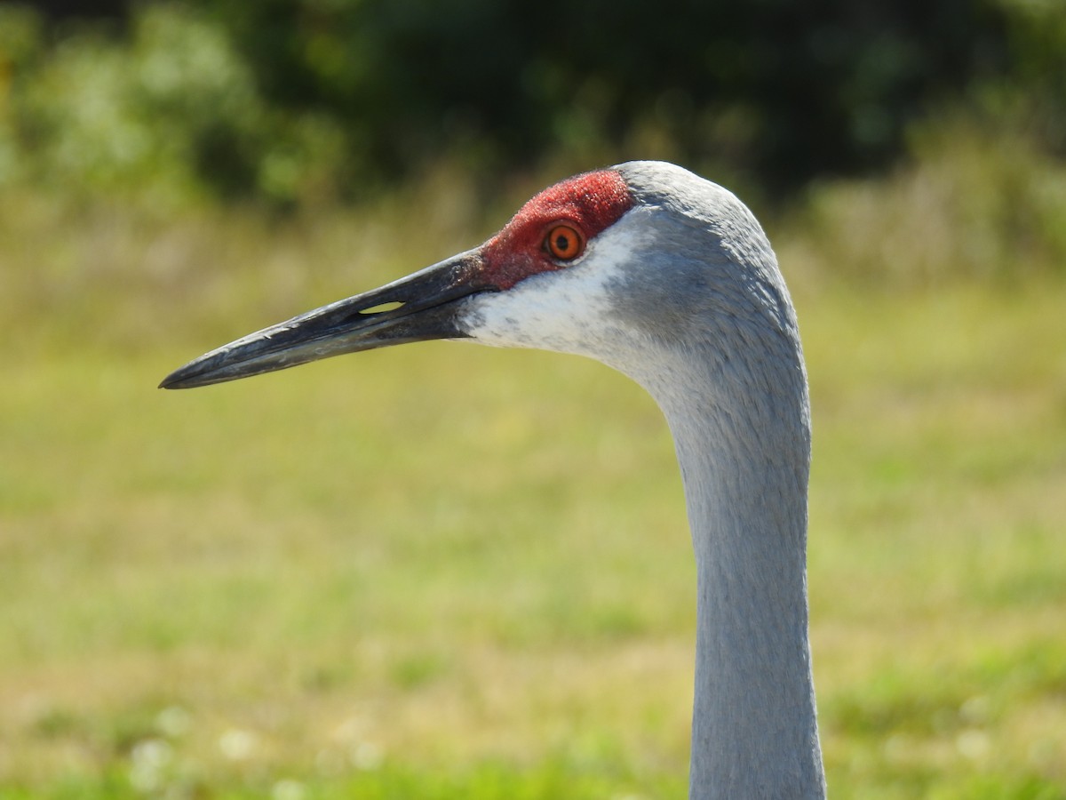 Sandhill Crane - ML153644711