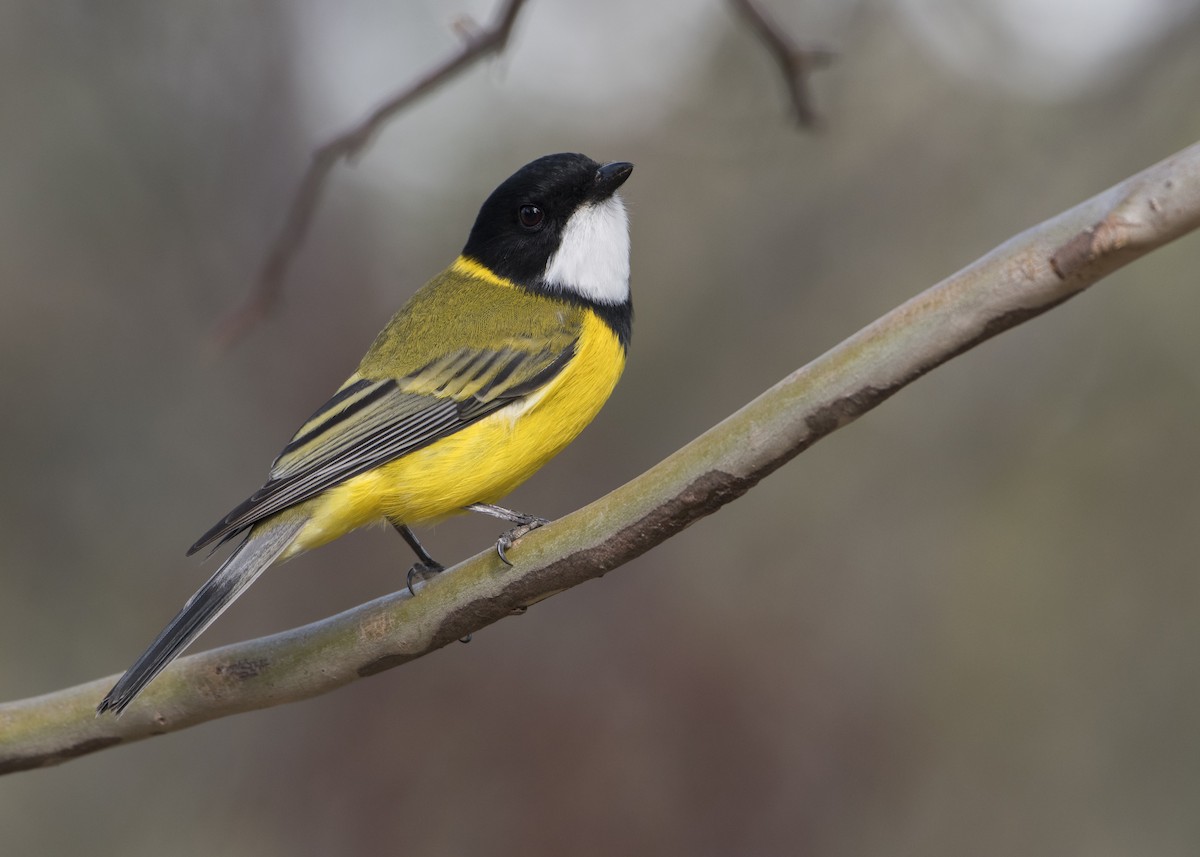 Golden Whistler (Eastern) - Lucas Brook