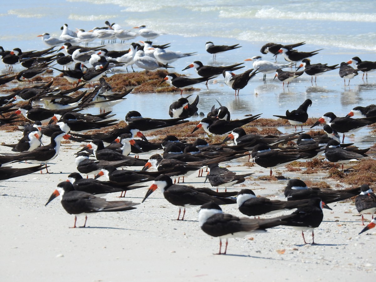 Black Skimmer - ML153644801