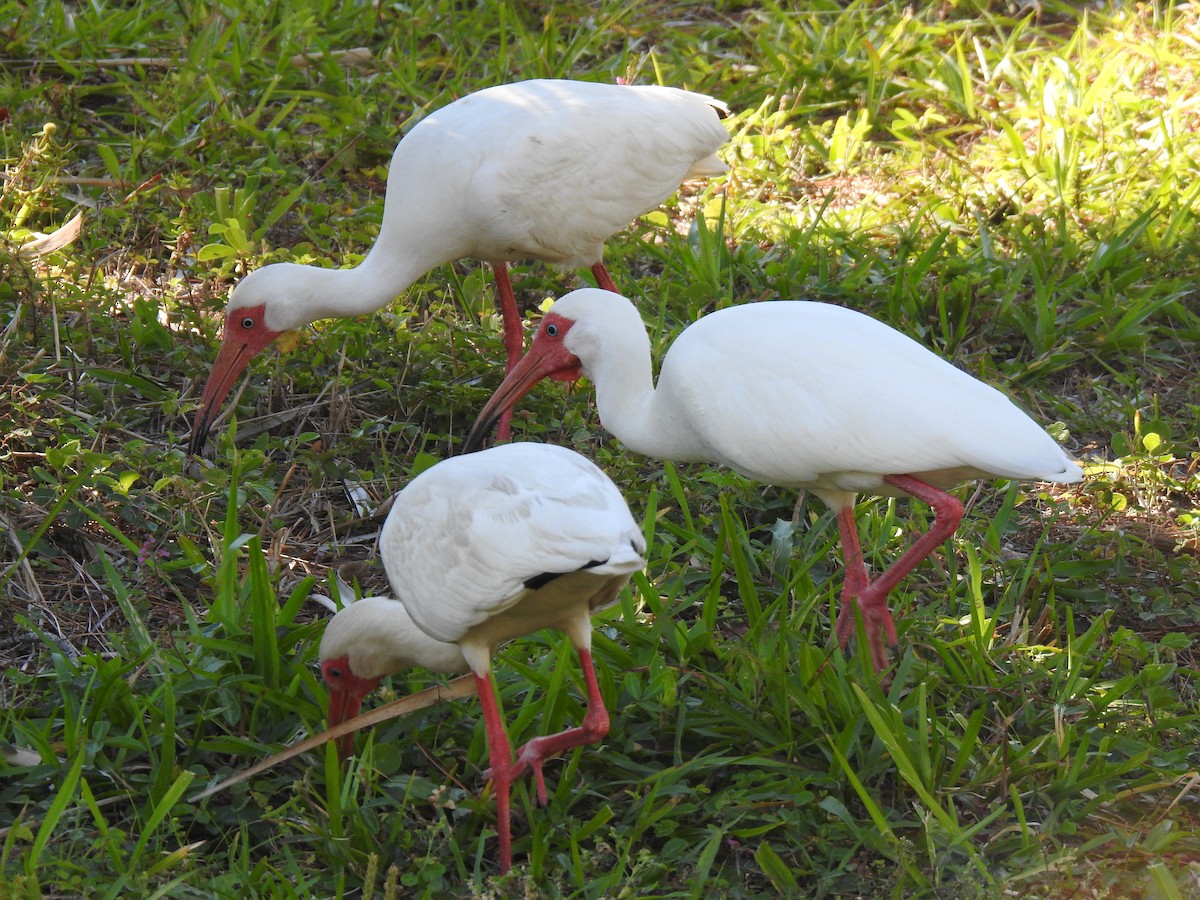 White Ibis - ML153644881