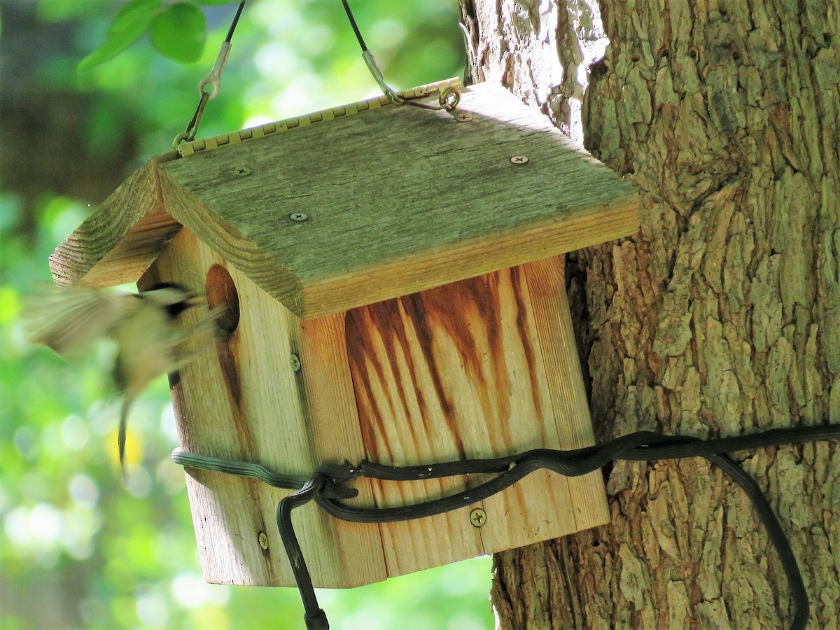 Carolina Chickadee - ML153645431