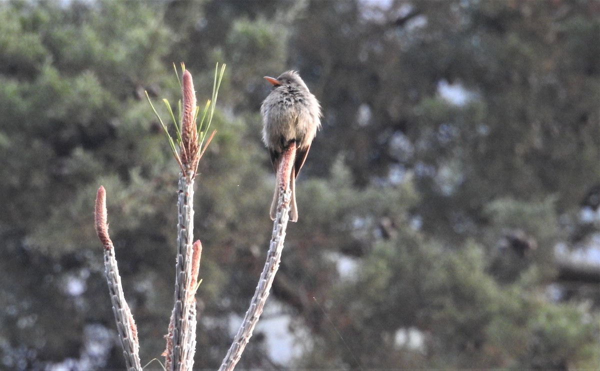 Greater Pewee - ML153645471