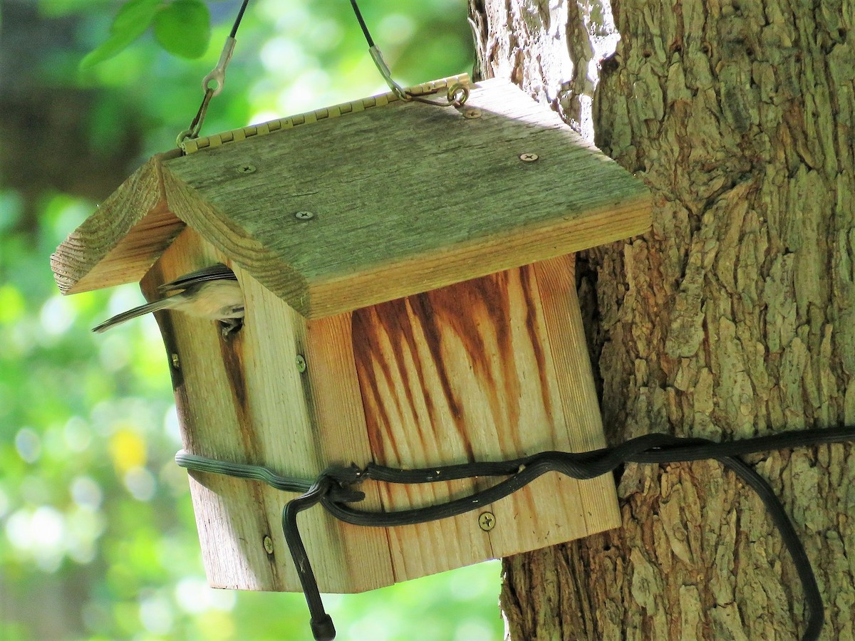 Carolina Chickadee - ML153645501