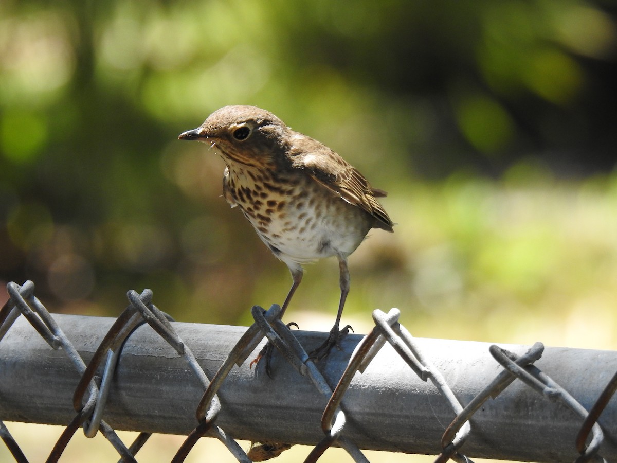 Swainson's Thrush - ML153645661